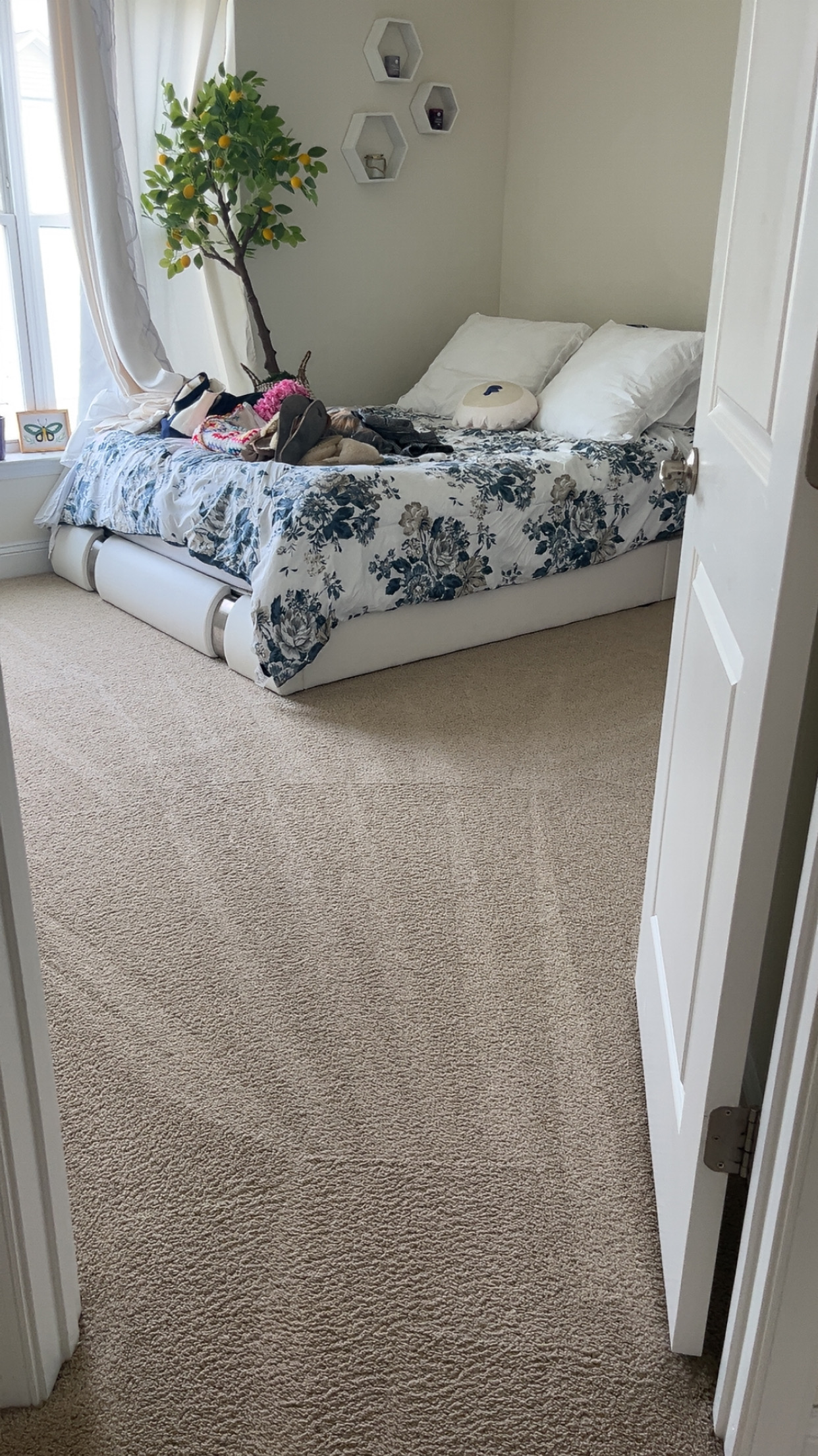 Professional carpet cleaning on the job in the Baltimore suburbs