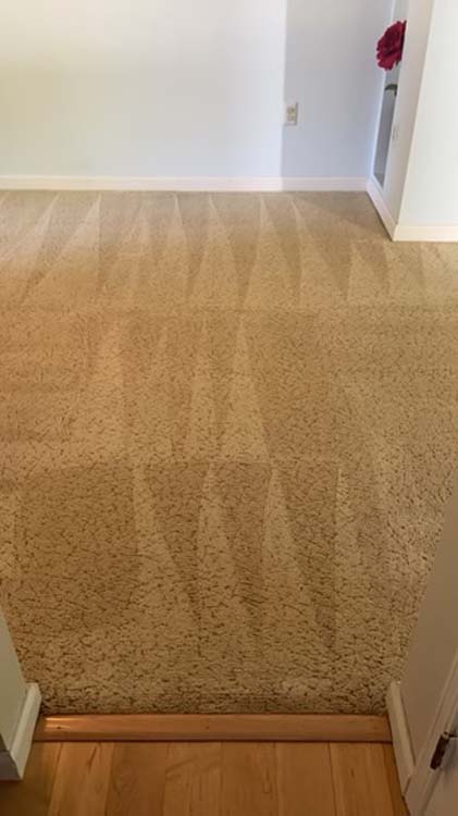 Carpet Cleaning